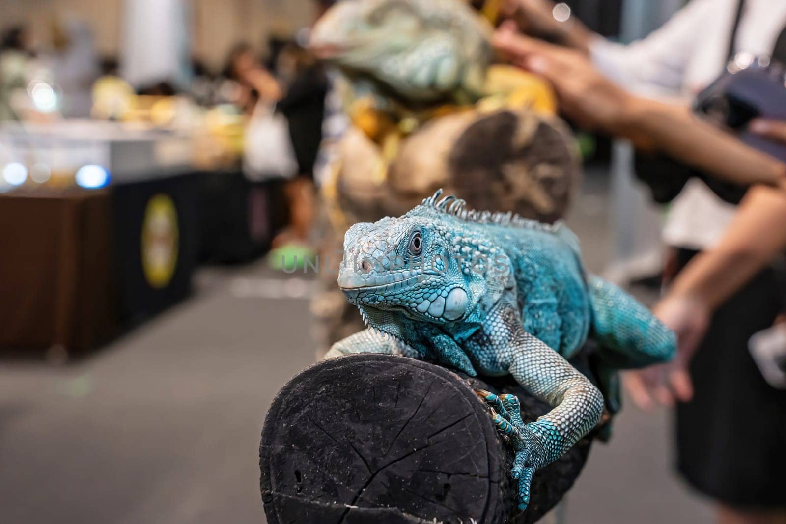 Green Iguana on a log. It's a popular pet in Thailand.