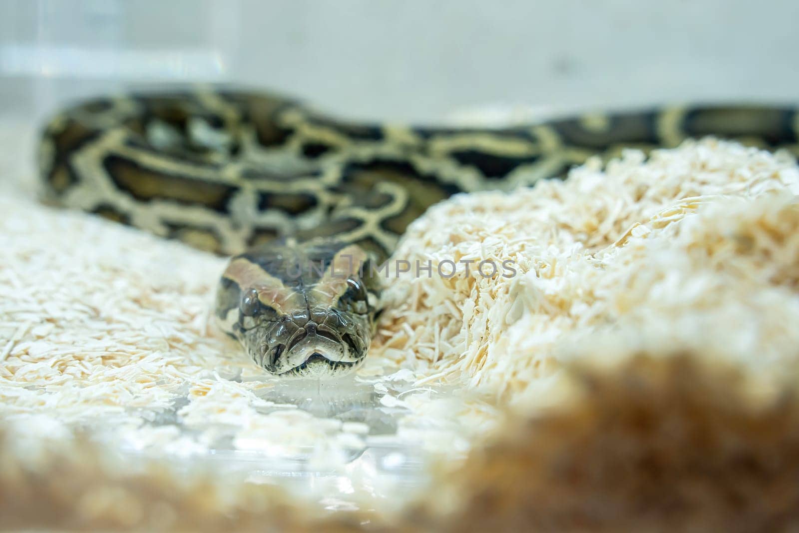 Ball python in the glass cabinet waiting to be sold. It's a popular pet in Thailand.