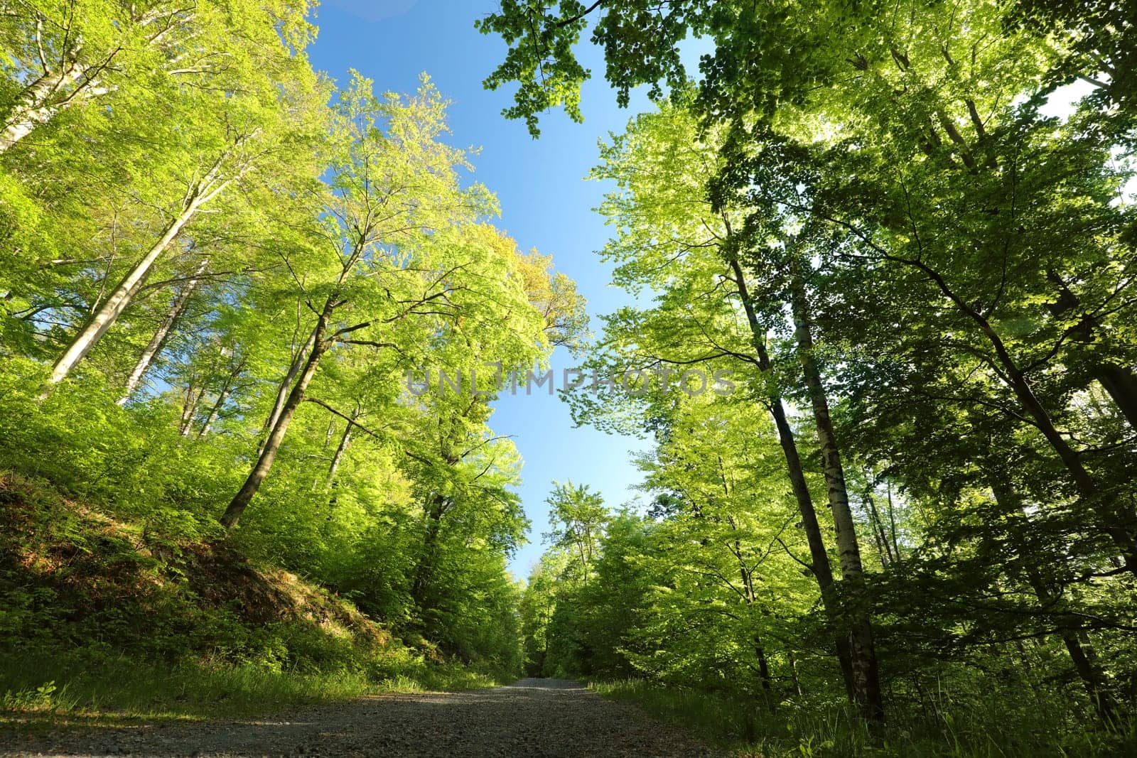 Trail through spring deciduous forest during sunrise, Poland