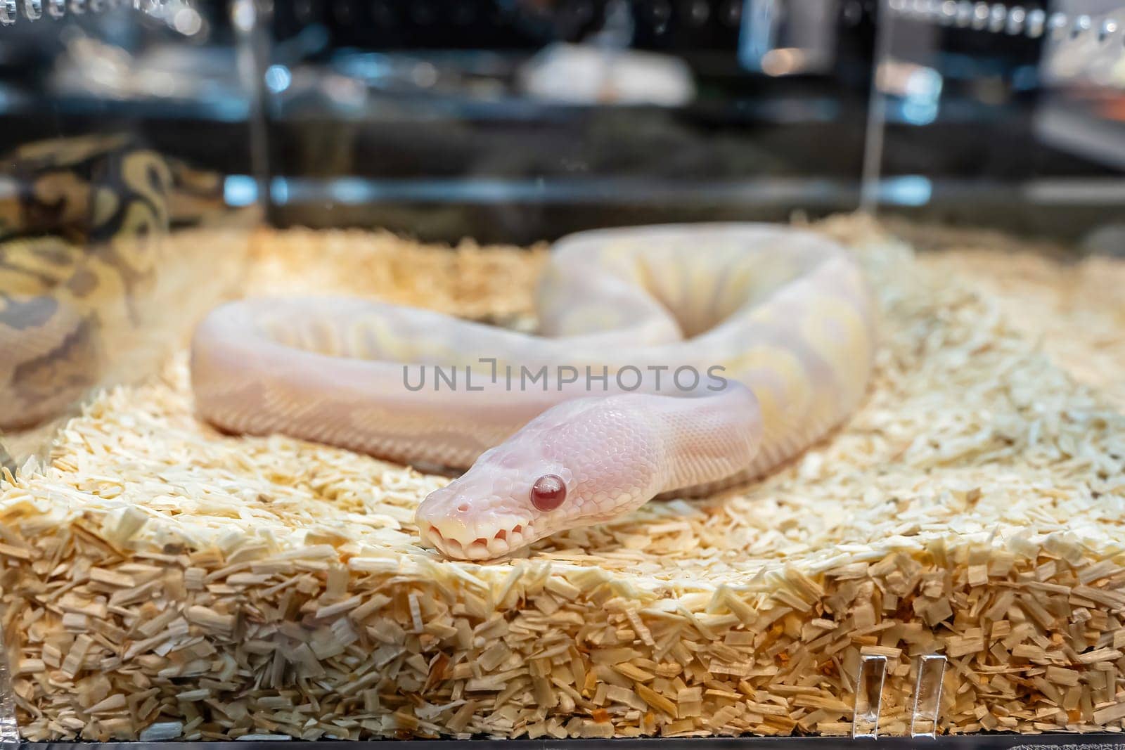 Ball python in the glass cabinet waiting to be sold. It's a popular pet in Thailand.