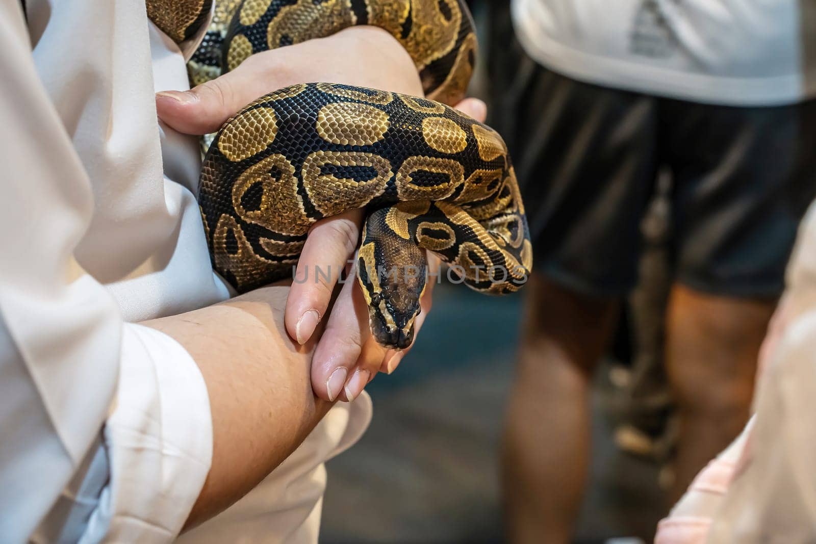 Ball python on woman's hand. It's a popular pet in Thailand.