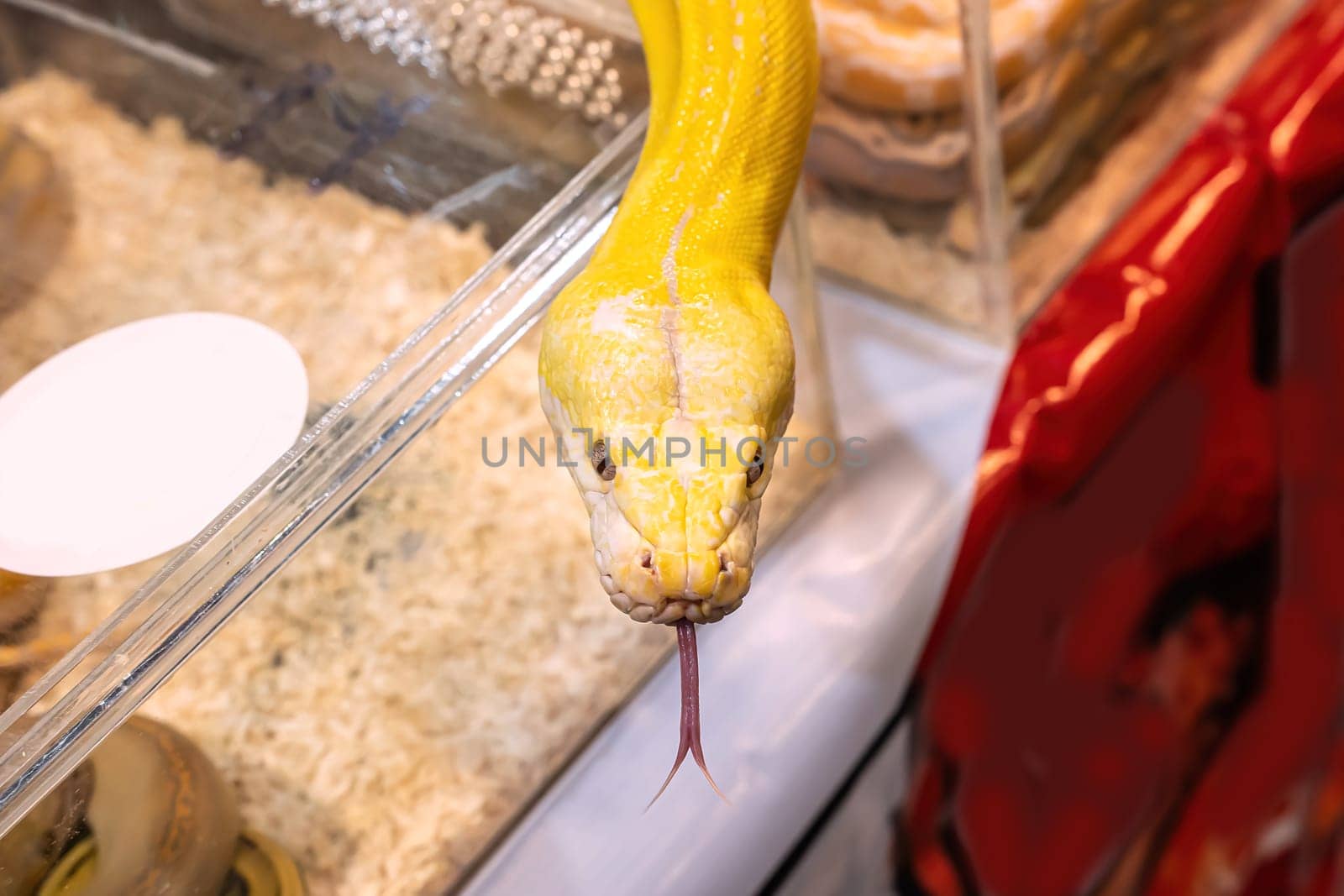 Albino burmese python is slithering. It's a popular pet in Thailand.