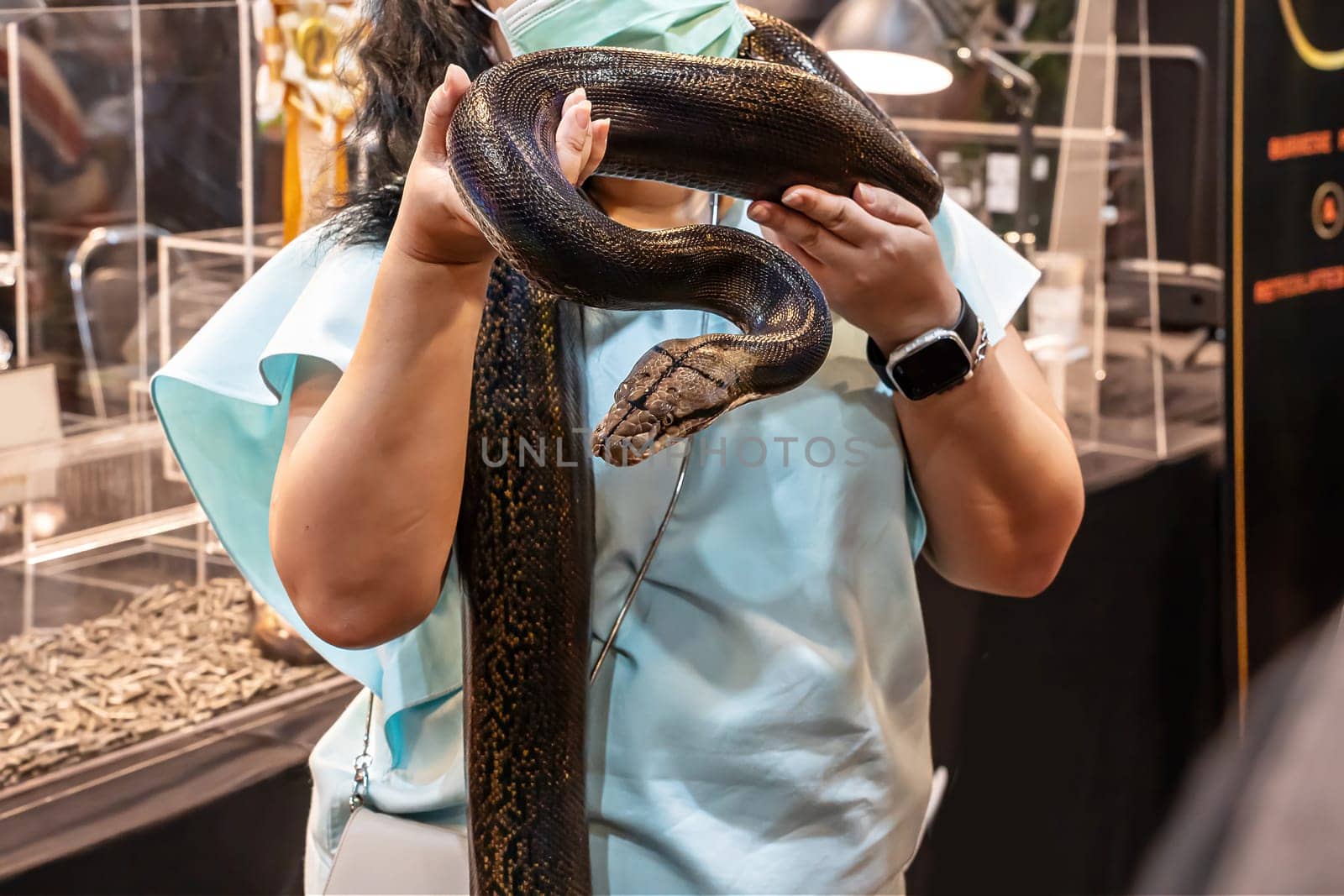 Snake on people's hand. It's a popular pet in Thailand.