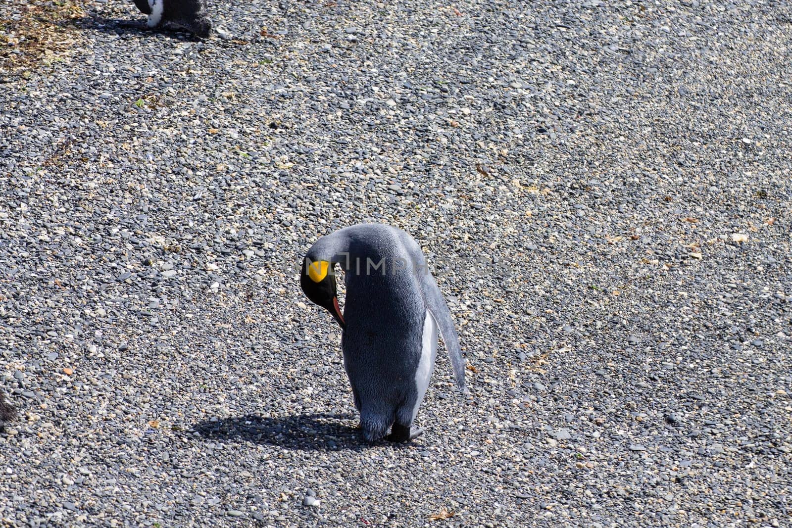 King penguin on Martillo island beach, Ushuaia. Tierra del Fuego national park. Chilean wildlife