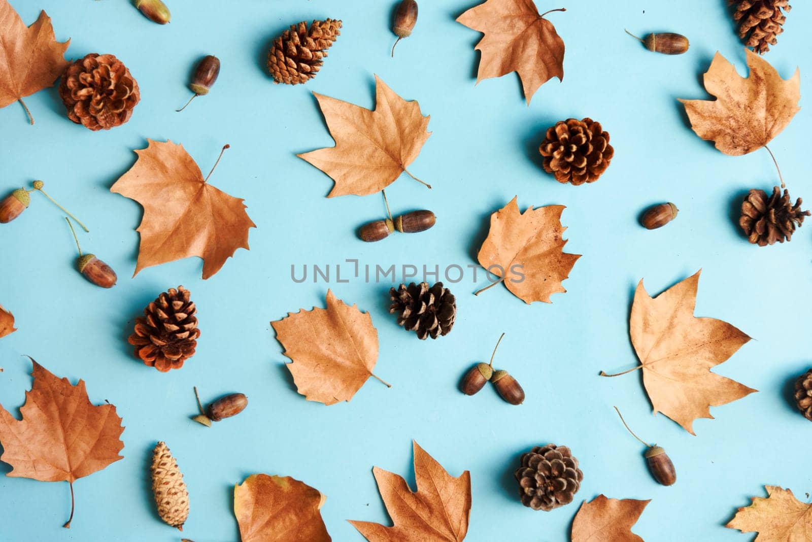 Autumn leaves with acorn and cones composition pattern on pastel blue background from above. Maple leaf texture on color table. Minimal thanksgiving and halloween seasonal design pop art.