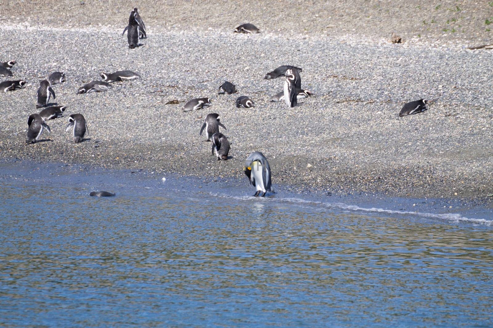 King penguin on Martillo island beach, Ushuaia. Tierra del Fuego national park. Chilean wildlife