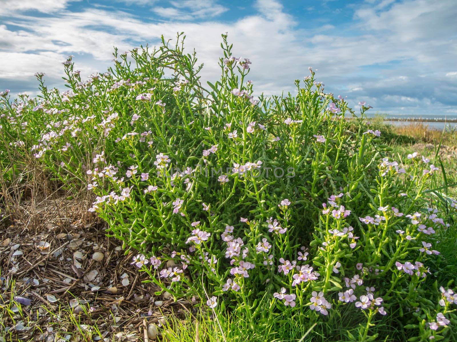 Close-up view of the multi-branched European sea mustard (Latin: Cakile maritima) on the Lower Saxony Wadden in northern Germany in autumn in sunny weather.