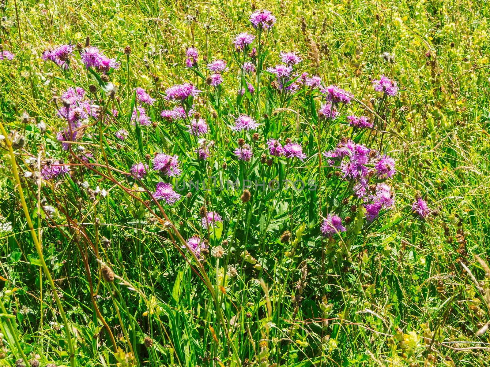 Landscape view of a collection of meadow knapweeds (lat: Centaurea jacea) on a flower meadow in Bavaria in summer.