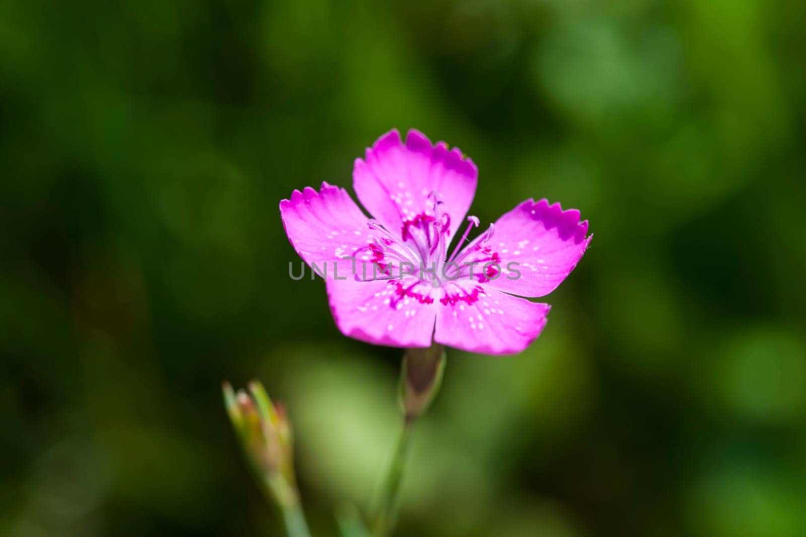Macro view of the flower of a Carthusian carnation (lat: Dianthus carthusianorum) against a blurred natural background.