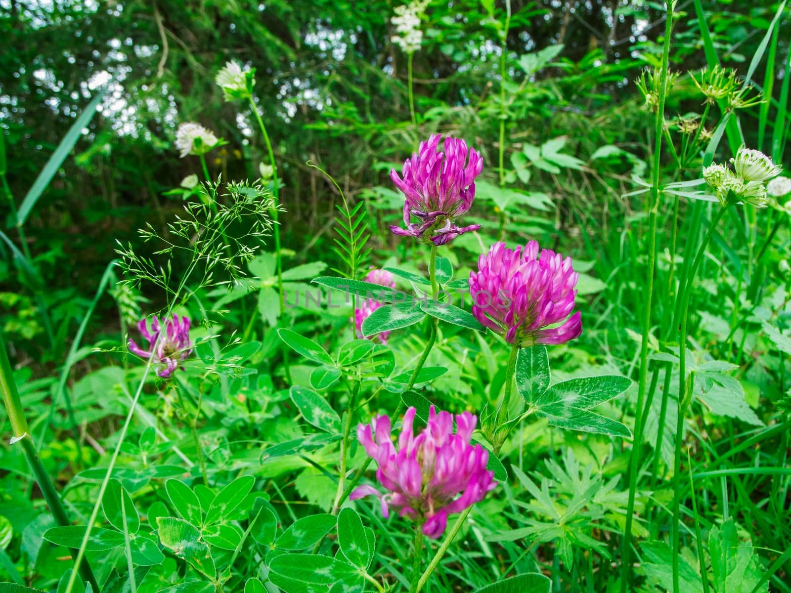 Ground-level close-up view of some flowering meadow clover plants (Latin: Trifolium pratense) between other grasses at the edge of the forest in Bavaria.