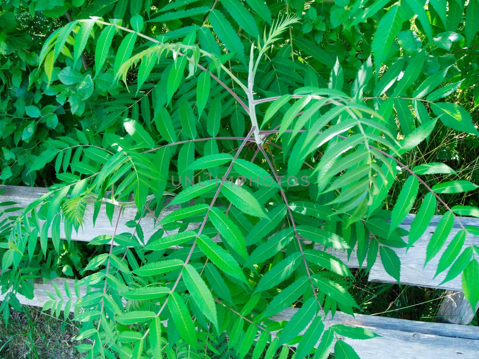 Close-up view of an offshoot of the vinegar tree (Latin: Rhus typhina) protruding over a weathered wooden fence.