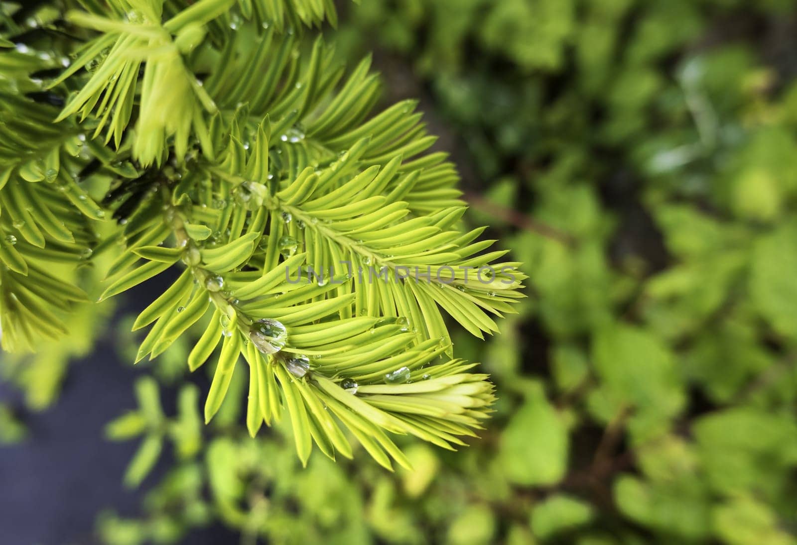 Detail of wild pine leaves wet by the rain