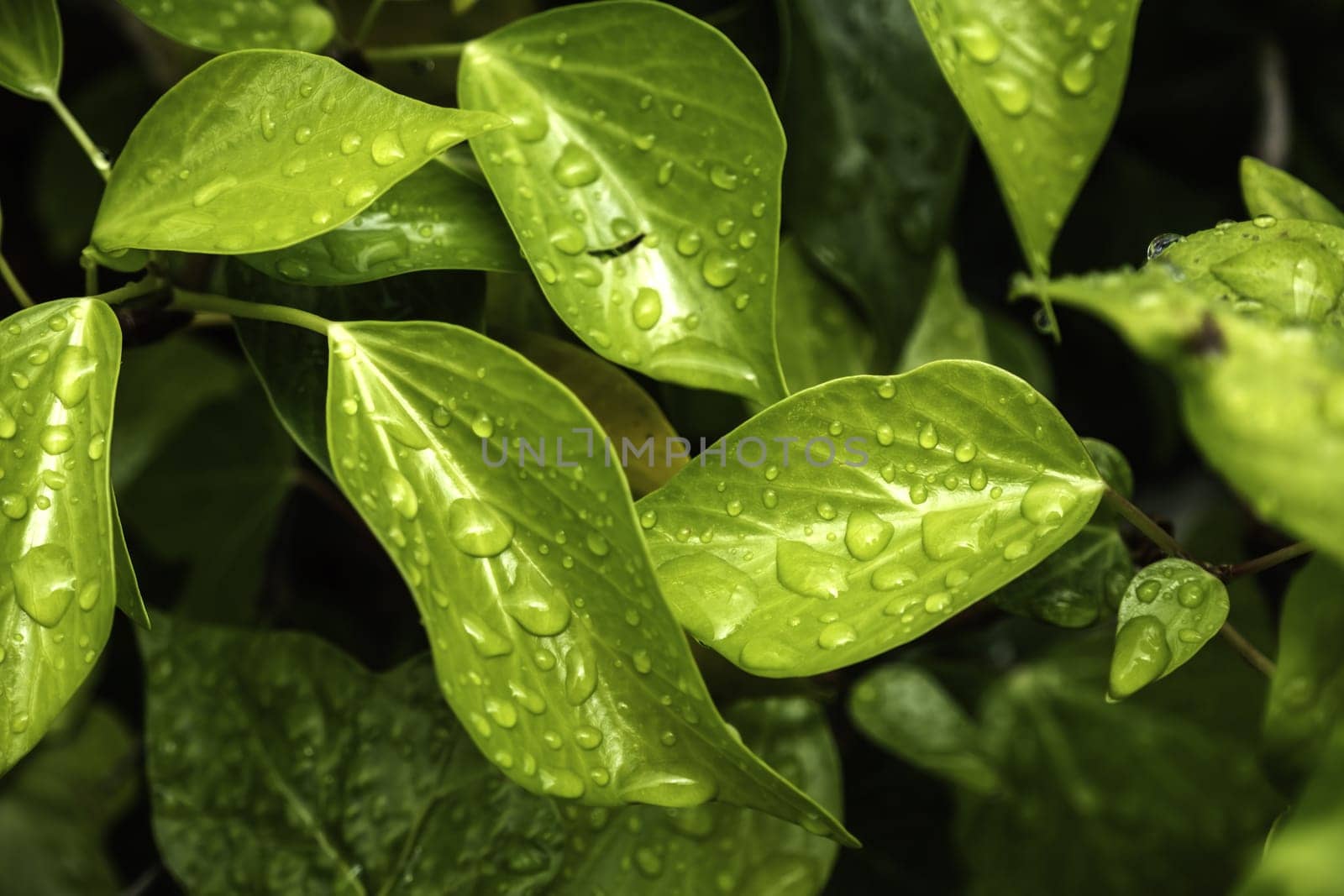 Detail of bush leaf wet by rain