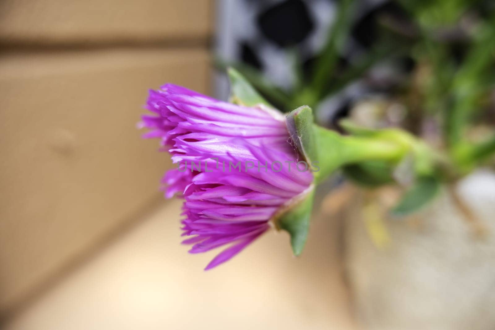 Detail of wild flowers in nature, flora