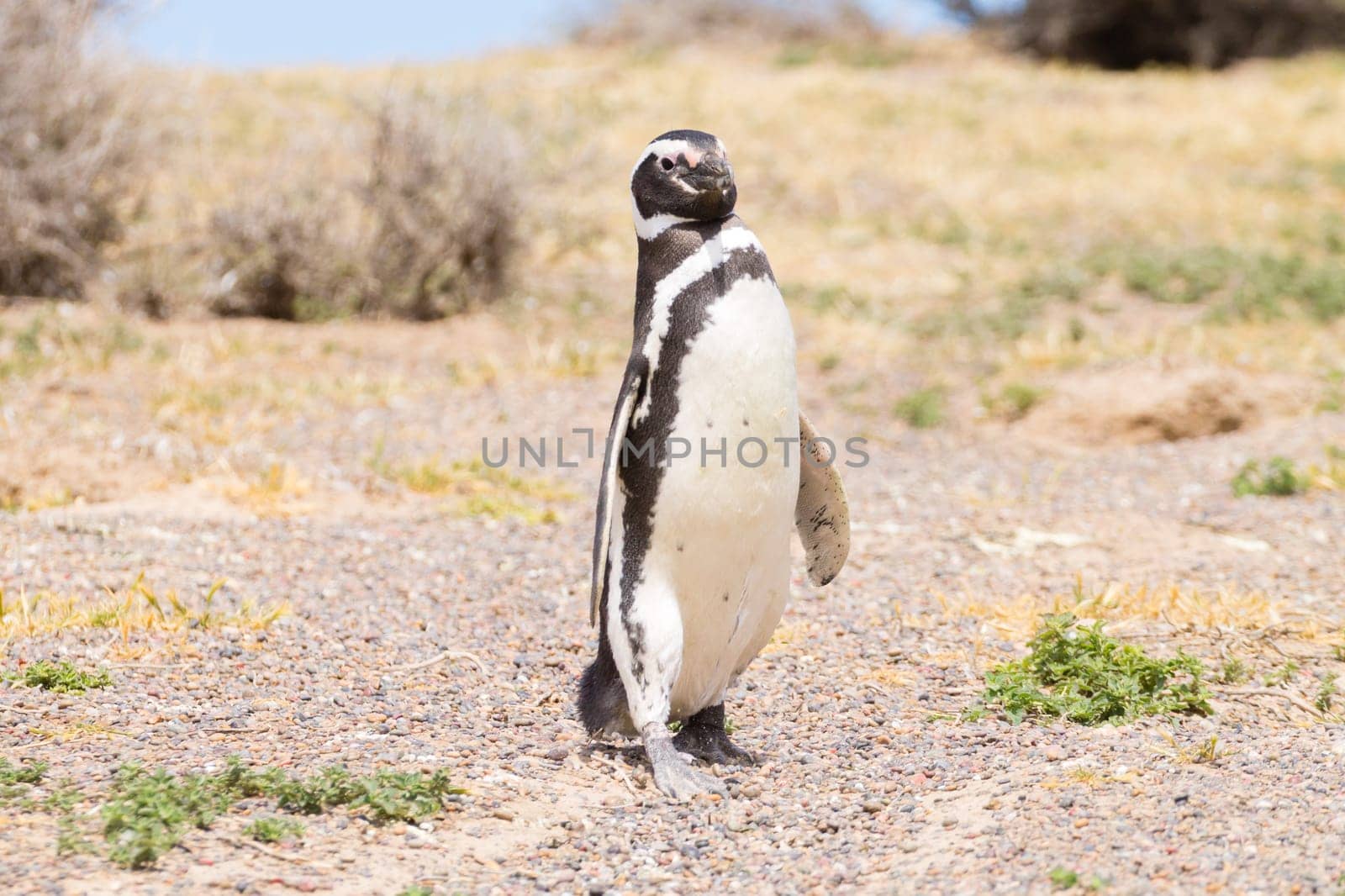 Magellanic penguin close up. Punta Tombo penguin colony, Patagonia, Argentina