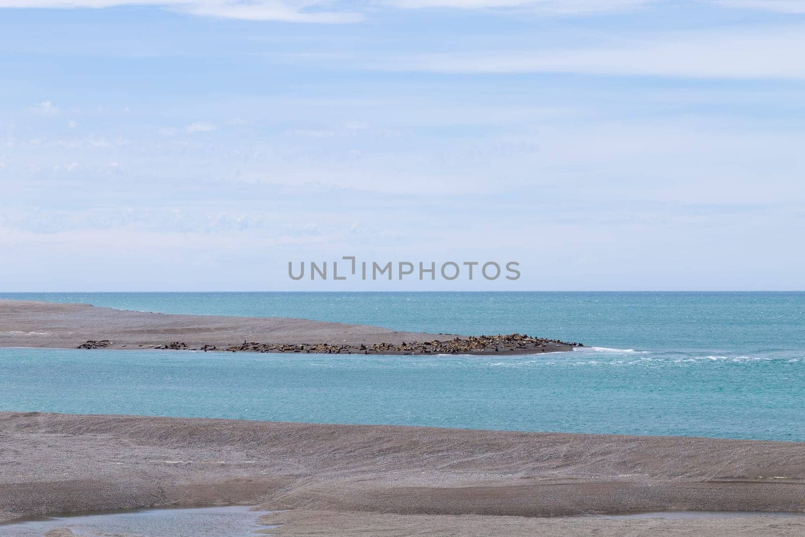 Elephant seals on Caleta Valdes beach, Patagonia, Argentina. Argentinian wildlife