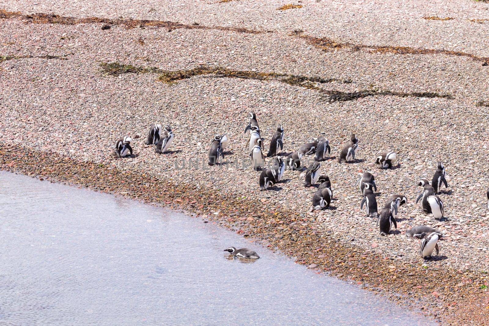 Magellanic penguins. Punta Tombo penguin colony, Patagonia, Argentina