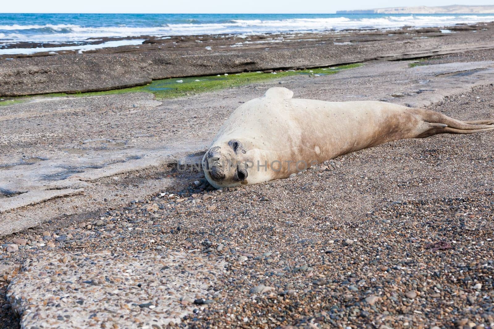 Elephant seal on beach close up, Patagonia, Argentina.  Isla Escondida beach. Argentinian wildlife