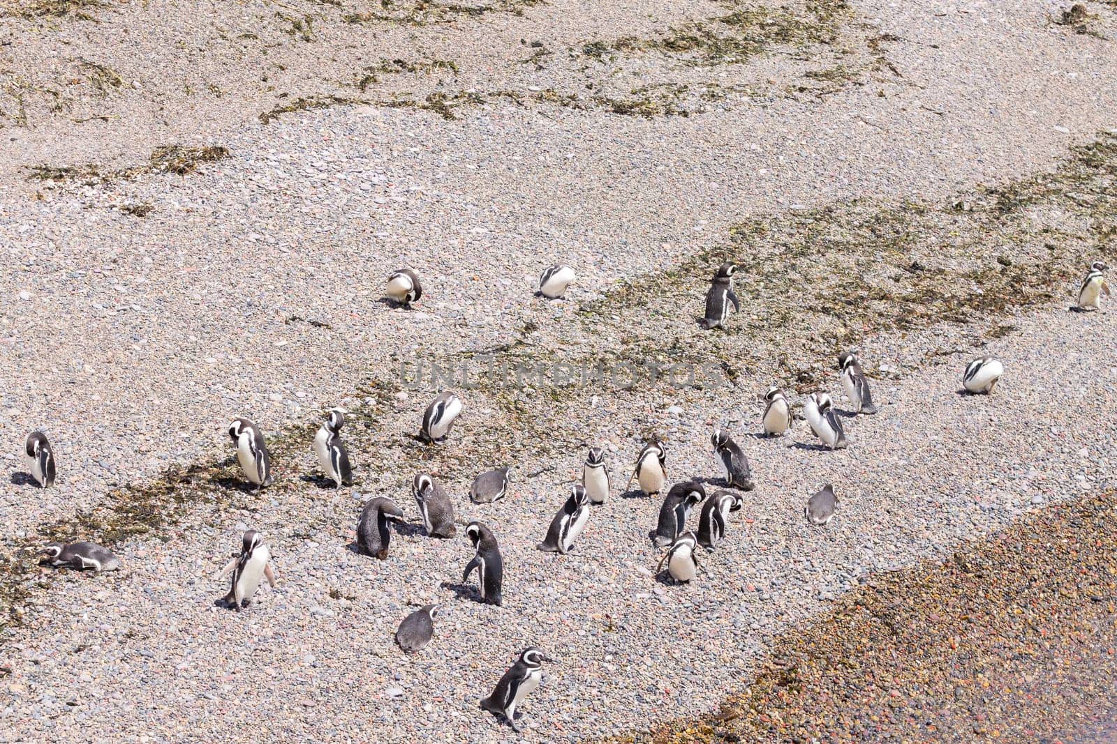 Magellanic penguins. Punta Tombo penguin colony, Patagonia, Argentina