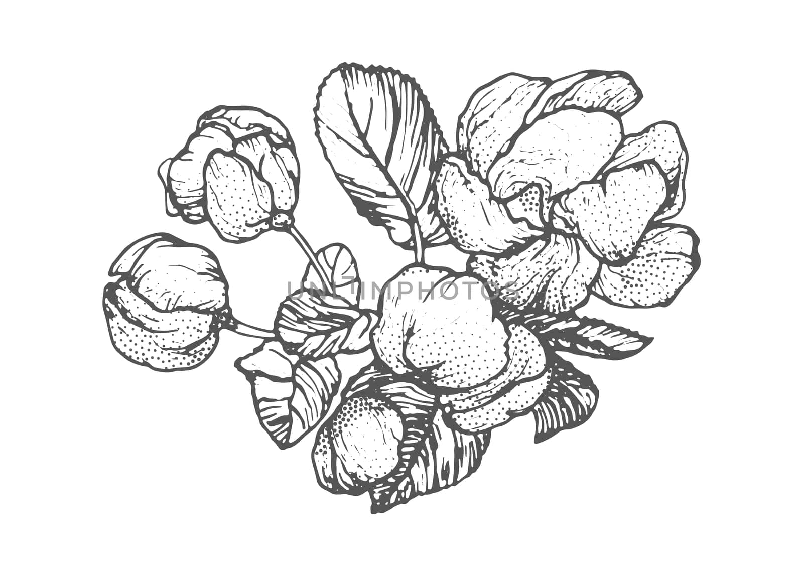 Spring flowers drawing with line-art on white