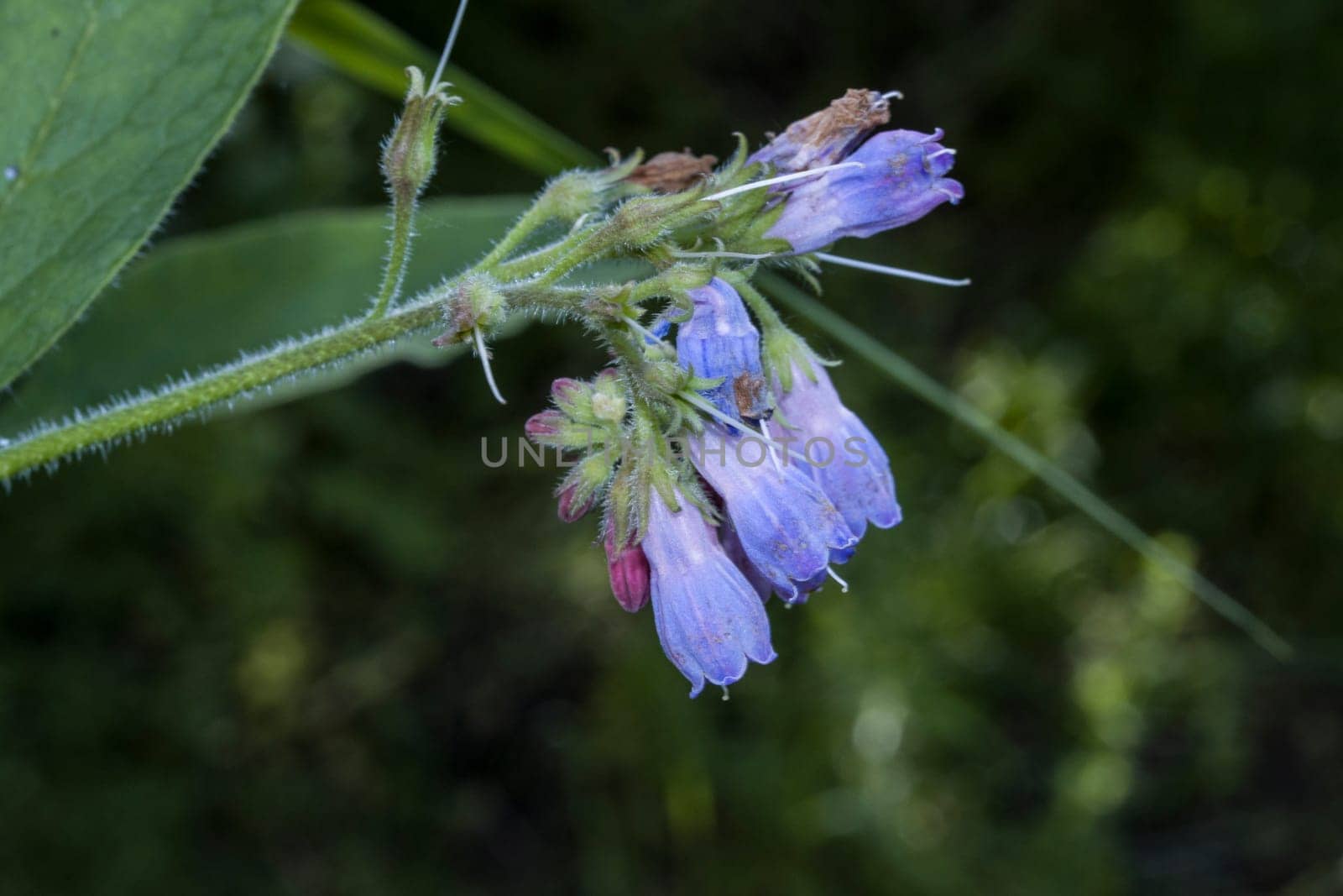 Echter Beinwell (Symphytum officinale) - Blüten in Nahaufnahme