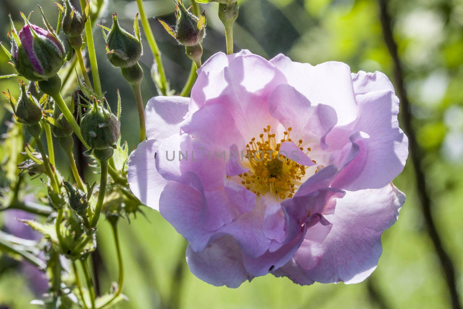Blüte und Blütenknospen einer Strauchrose