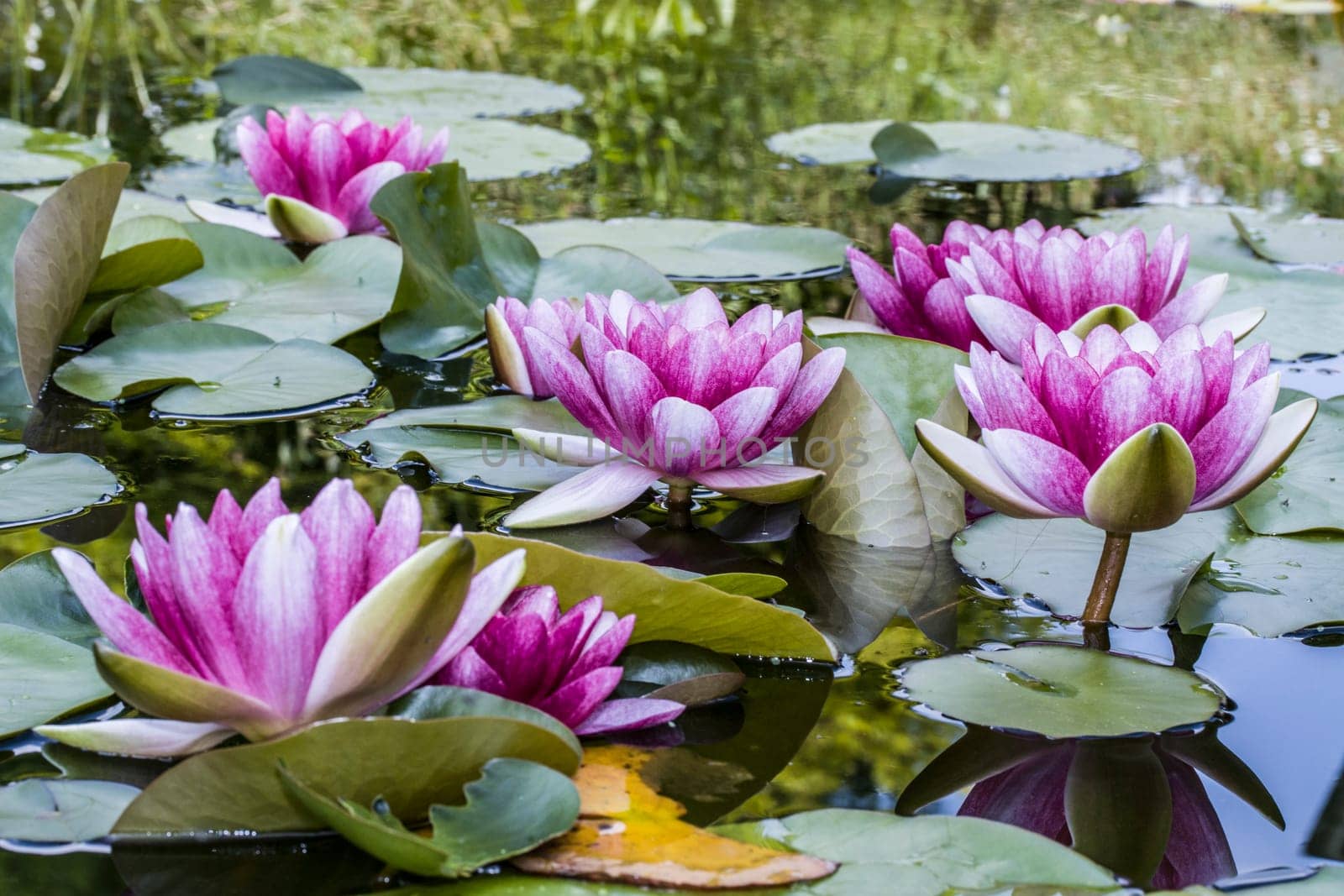 rote Seerosen (Nymphaea-Hybride) im Gartenteich
