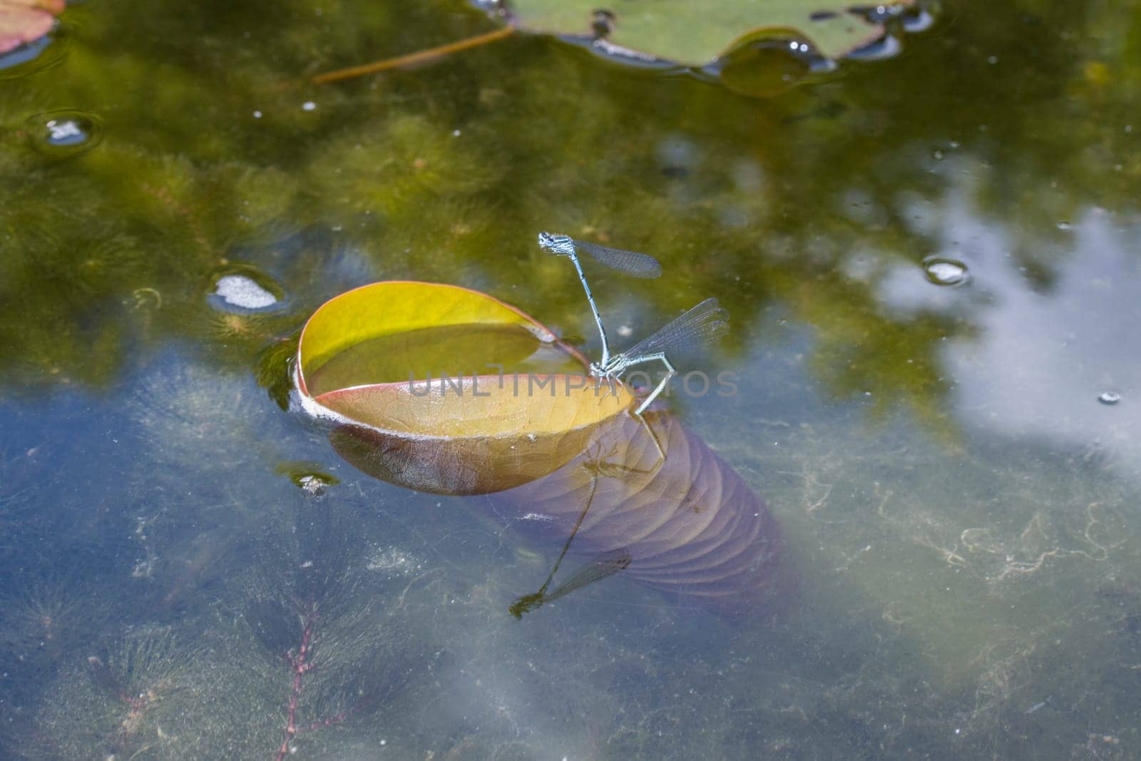 Hufeisen-Azurjungfer (Coenagrion puella) - Paar bei der Eiablage im Gartenteich