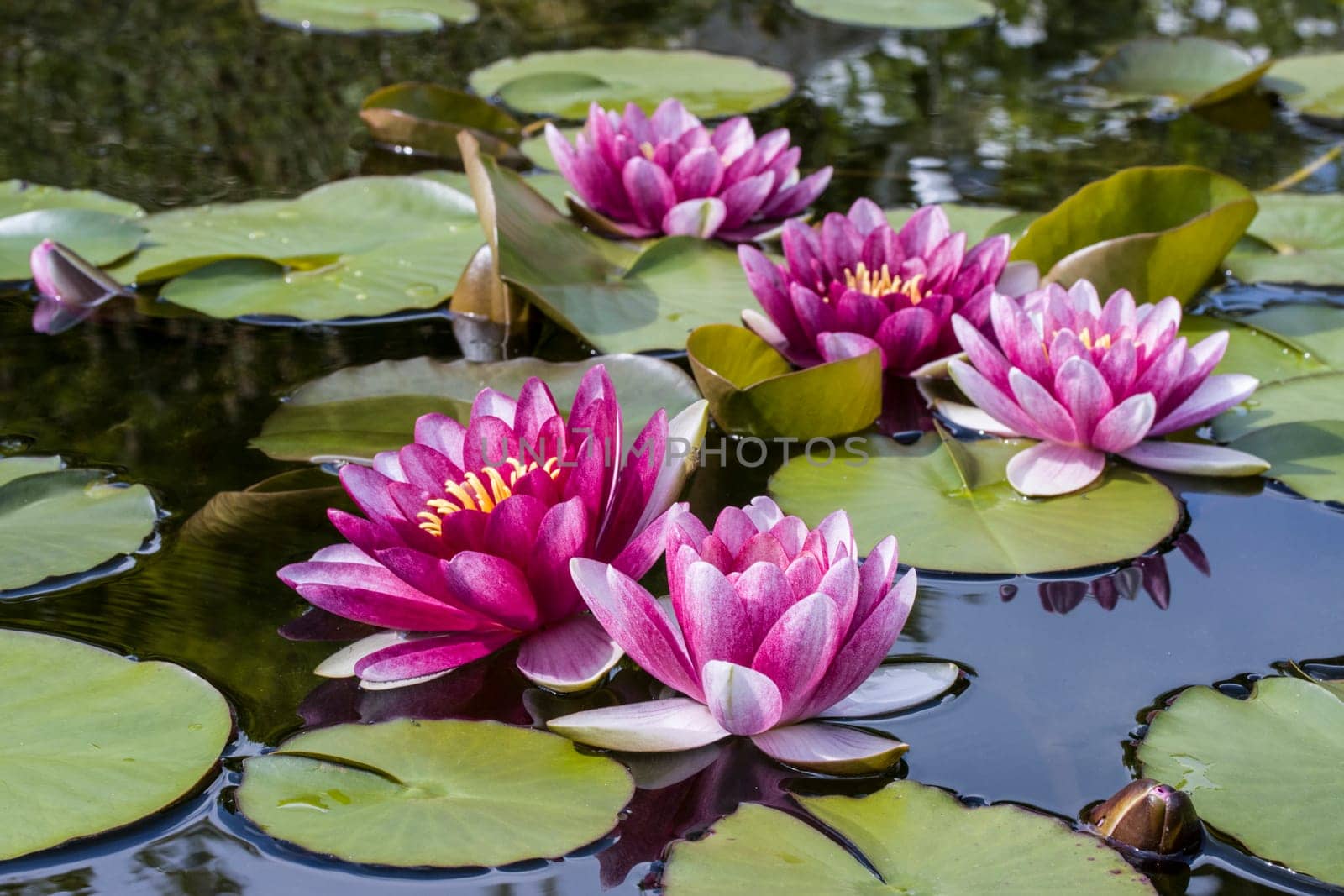 rote Seerosen (Nymphaea-Hybride) im Gartenteich