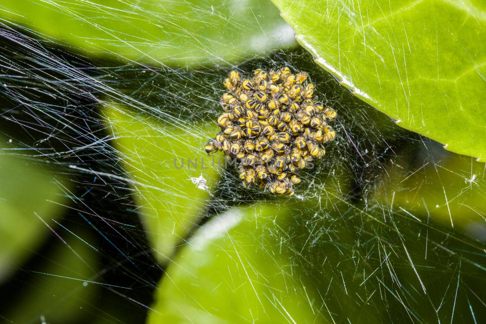 Gewöhnliche Kreuzspinne, Gartenkreuzspinne, Garten-Kreuzspinne (Araneus diadematus), geschluepfte Jungspinnen in einem Netz