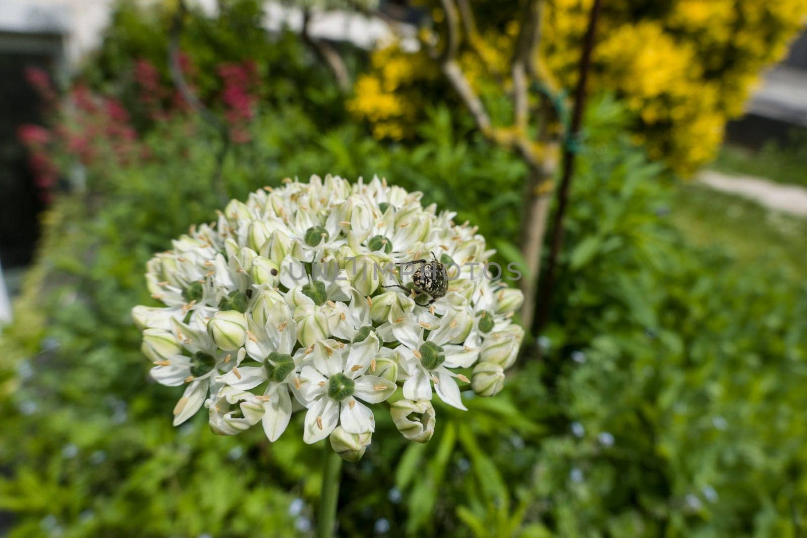 Schwarzer Lauch (Allium nigrum) mit Trauer-Rosenkäfer  (Oxythyrea funesta)
