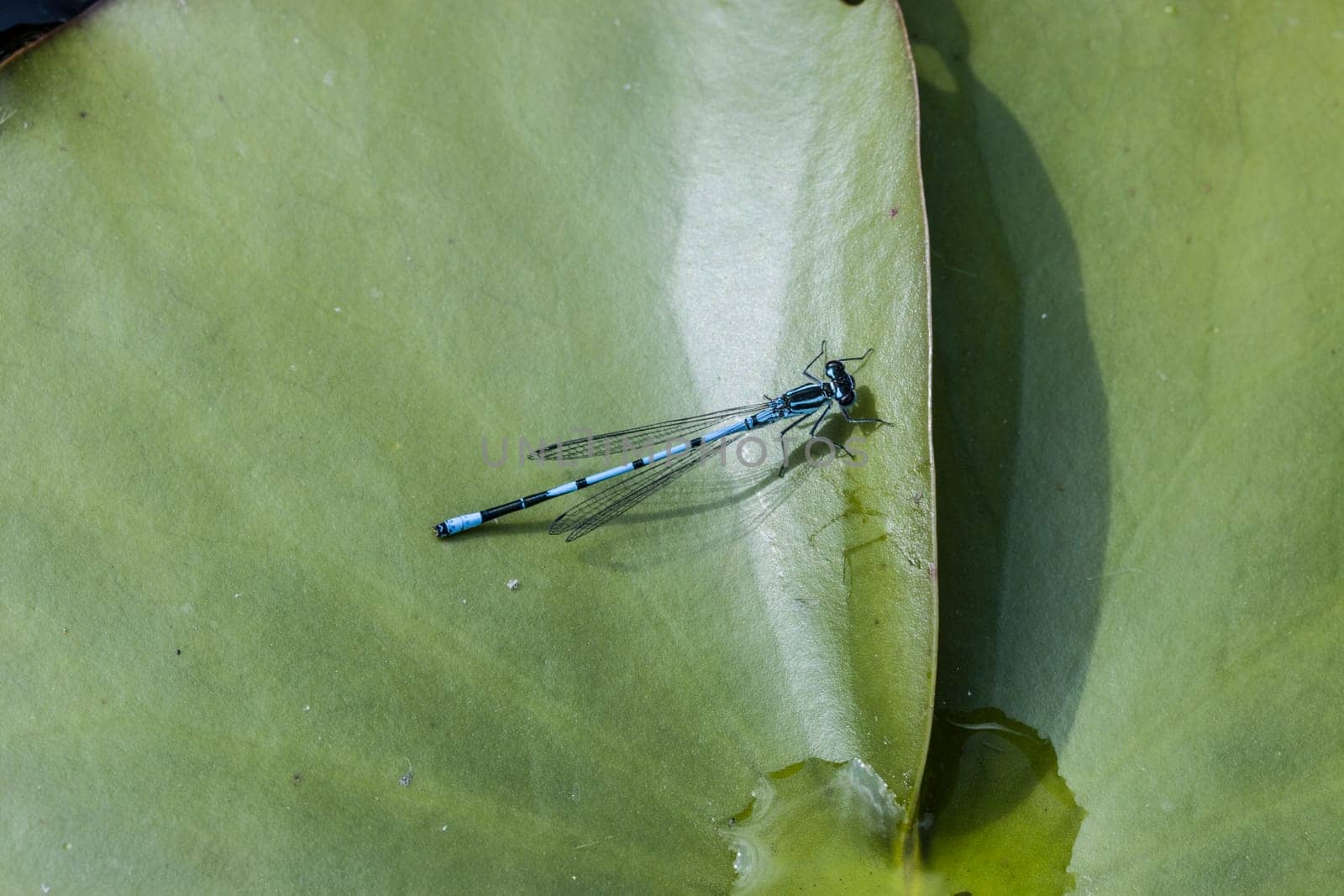 männliche Hufeisen-Azurjungfer (Coenagrion puella) auf einem Seerosenblatt