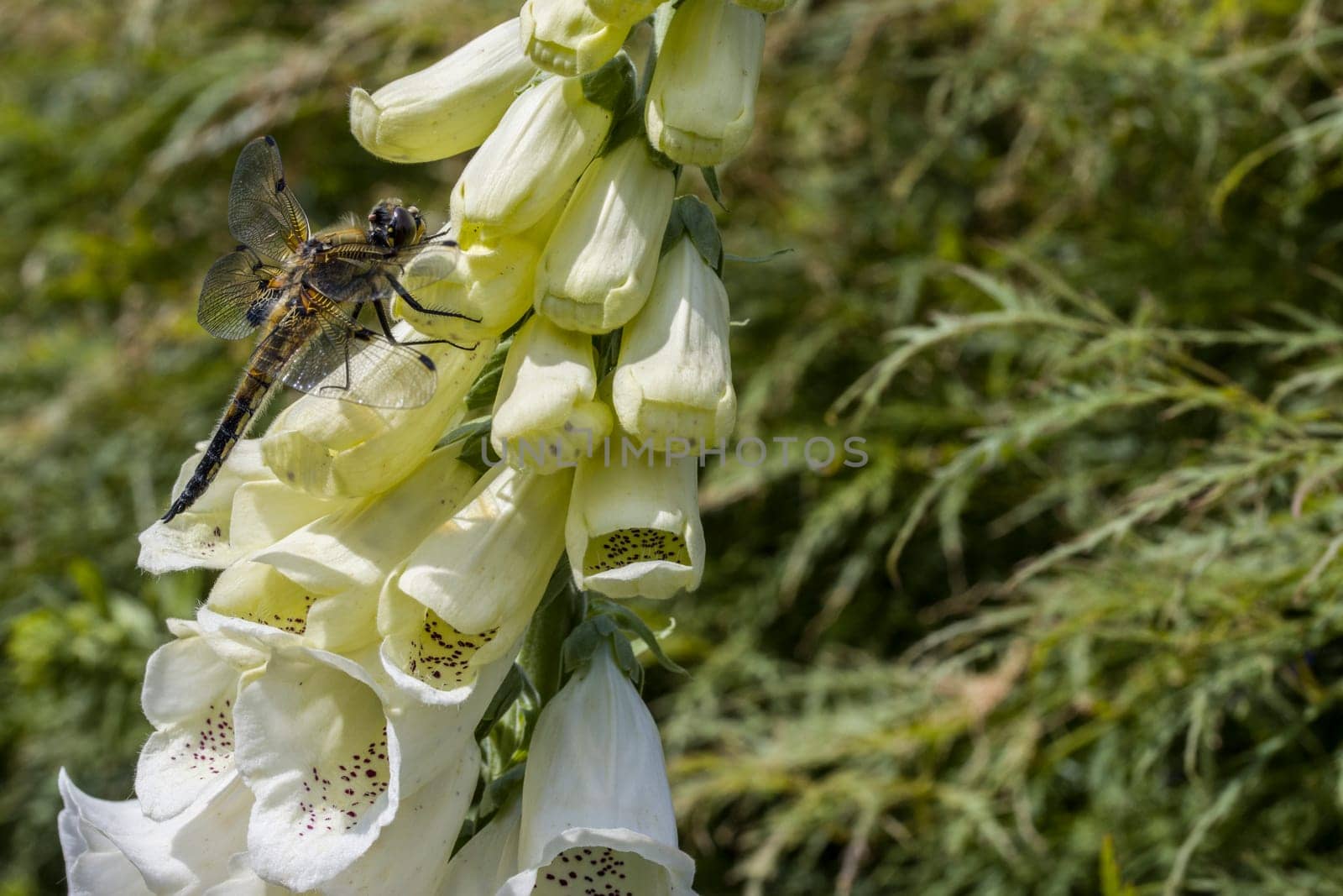 Vierfleck  (Libellula quadrimaculata) an einem weissen Fingerhut (Digitalis purpurea)