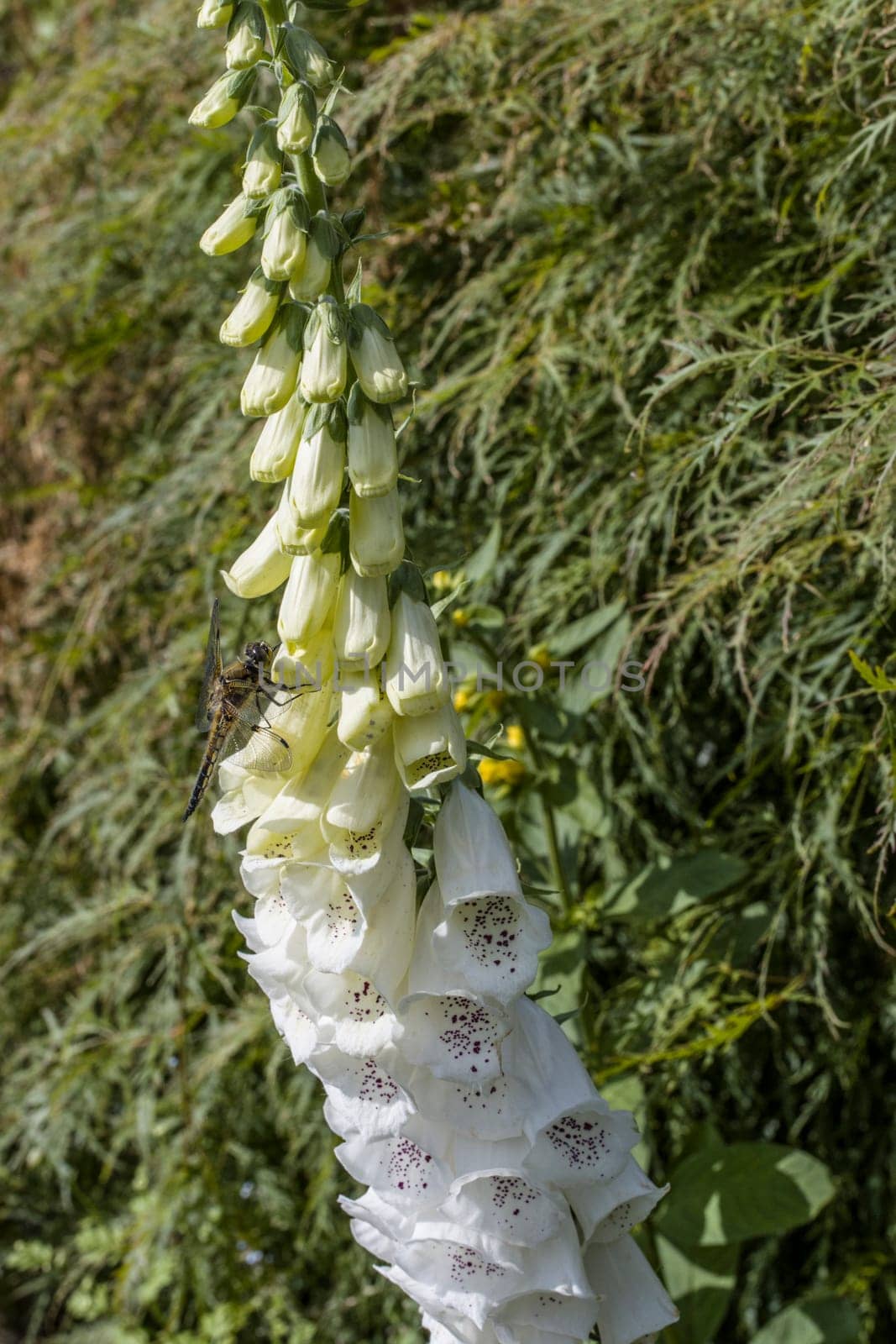 Vierfleck  (Libellula quadrimaculata) an einem weissen Fingerhut (Digitalis purpurea)