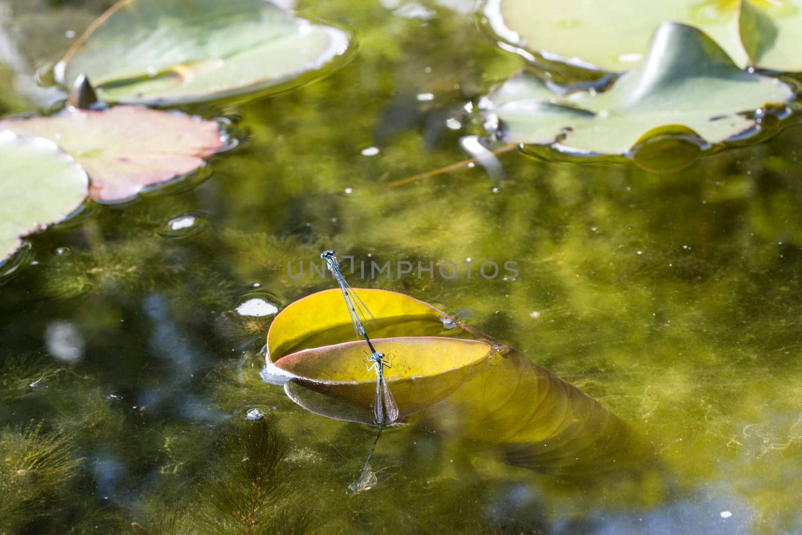 Hufeisen-Azurjungfer (Coenagrion puella) - Paar bei der Eiablage im Gartenteich