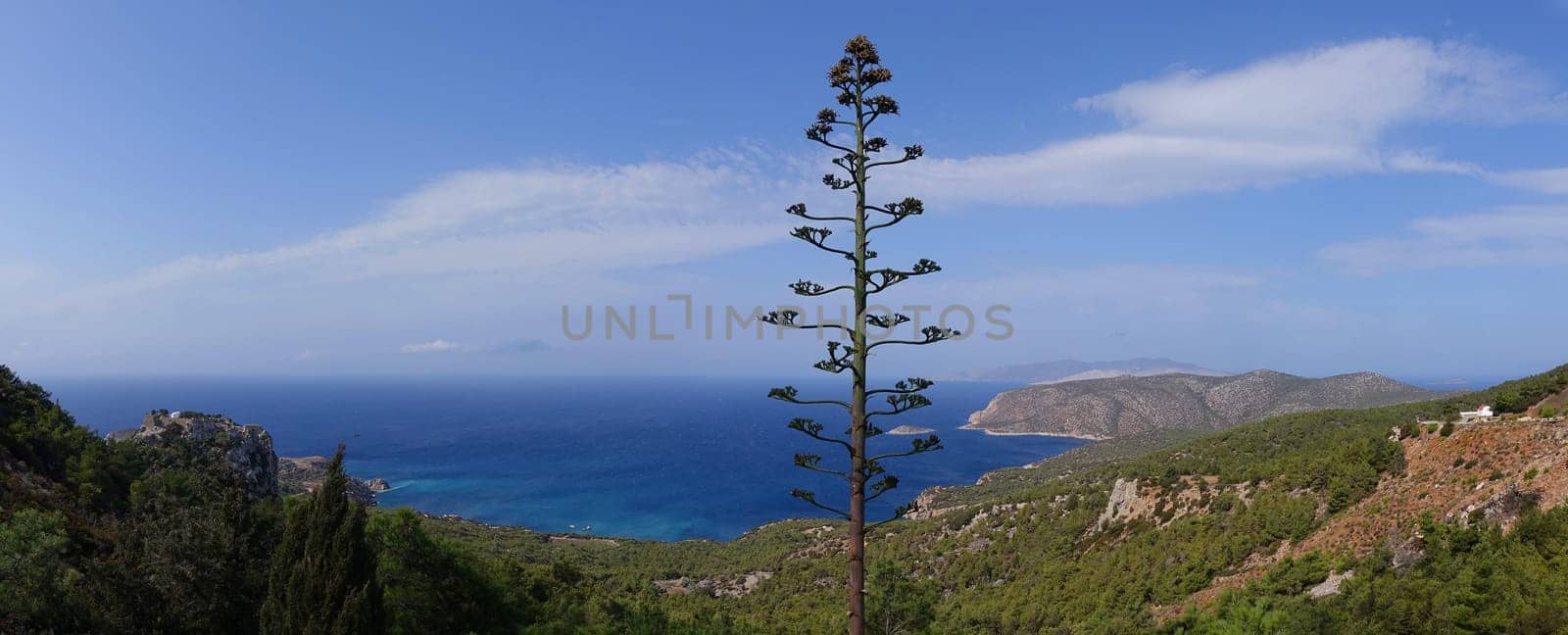 Agavenbluete bei Monolithos auf Rhodos