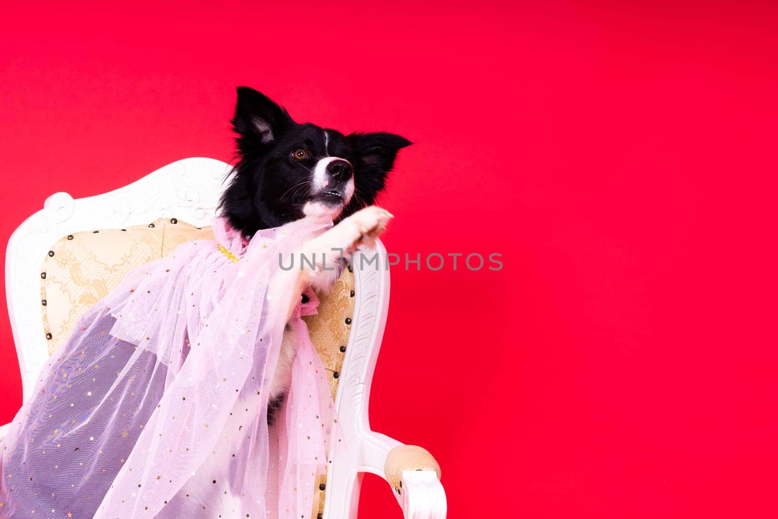 A happy black dog border collie portrait on a yellow and red background