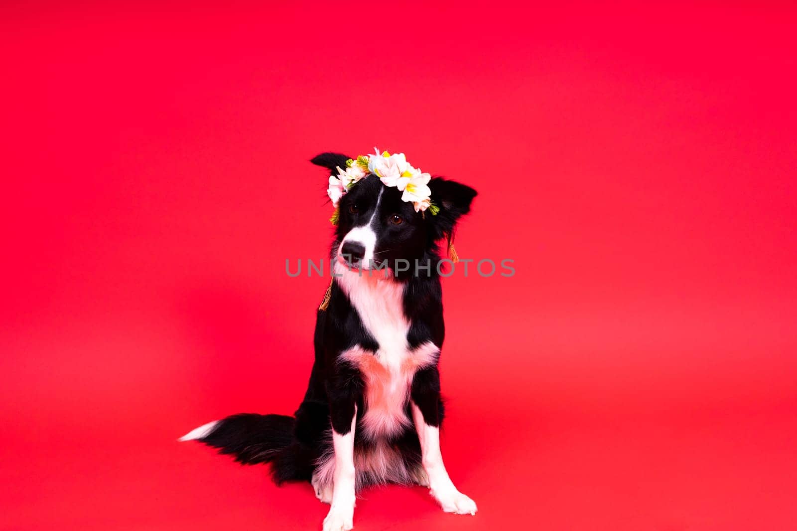 A happy black dog border collie portrait on a yellow and red background