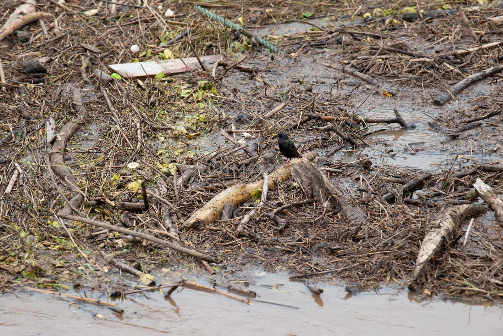 Flood of the river Moselle, Trier in Rhineland Palatinate, flooded trees and paths, high water level, dirt washed up on the shore