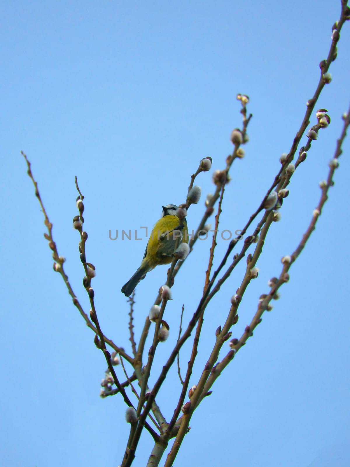 Blue tit on a branch of a tree in front of a blue sky. Bird species finch. Colorful bird from the animal world. Animal photograph from nature