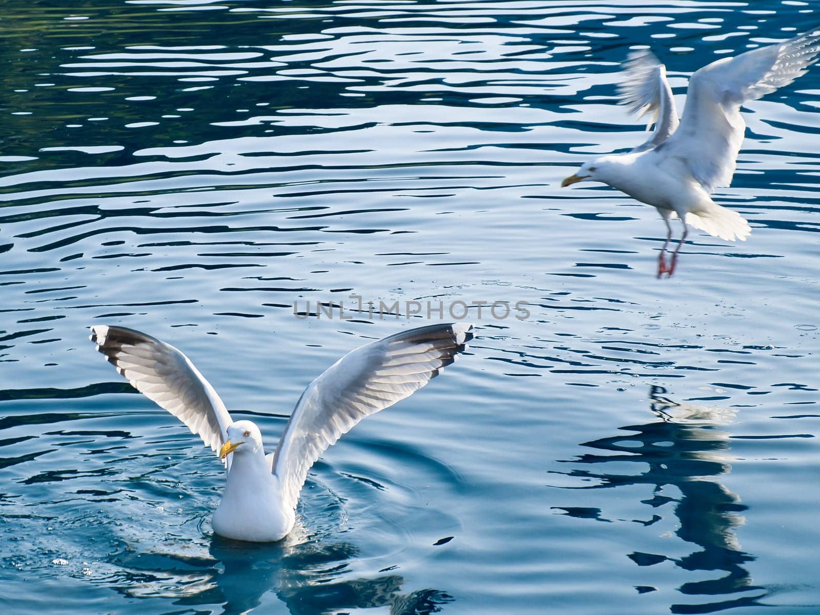 Seagulls in the crystal clear water of the Norwegian Fjord. Drops of water ripple in the dynamic movement of the seabird. Animal photo from Scandinavia