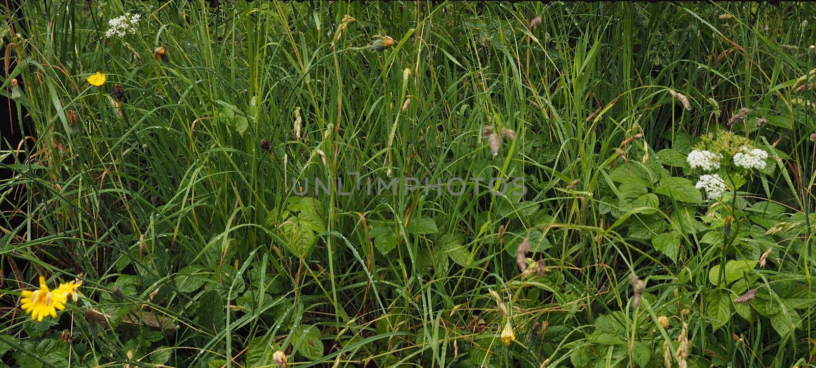 dew of blades of grass in a meadow useful as background