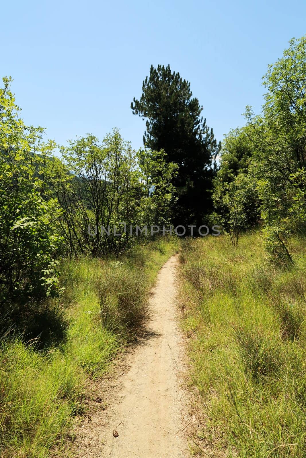 The hiking trail between Asen's Fortress and the Bachkovo Monastery is running through lush, dense vegetation, near Plovdiv, Plowdiw, Bulgaria 2022