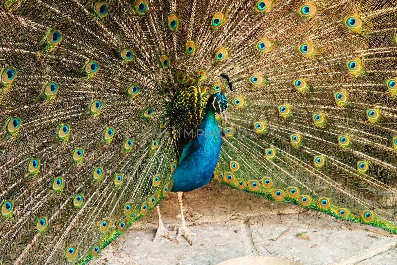 Majestic peacock of intense blue color spreading its tail feathers, displaying its colorful plumage at the Bachkovo Monastery, close to Plovdiv, Bulgaria 2022