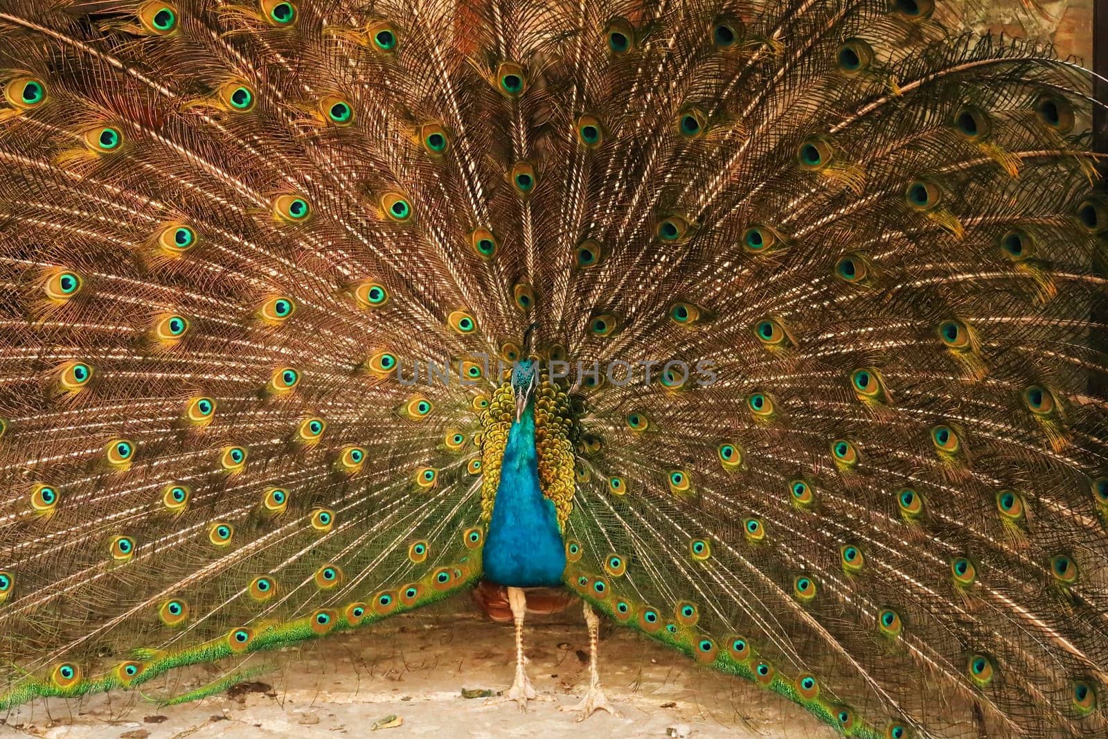 Peacock of intense blue color spreading its tail feathers, showing its colorful plumage at the Bachkovo Monastery, Plovdiv, Bulgaria 2022