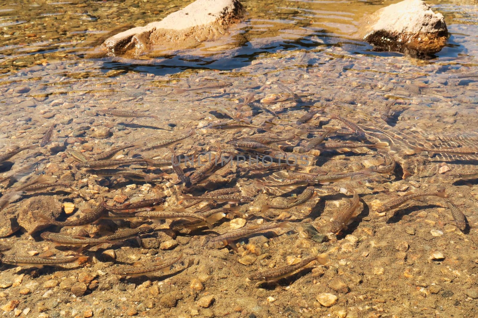 Many brown fish are swimming in the shallow cold water of the Kidney, Babreka Lake, one of the Seven Rila Lakes, situated on a plateau in the Rila National Park, close to Sofia, Bulgaria 2022