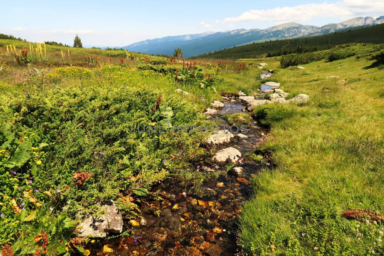 A small river, stream, creek is running through the lush, green vegetation of the Rila National Park close to the Seven Rila Lakes, near Sofia, Bulgaria 2022