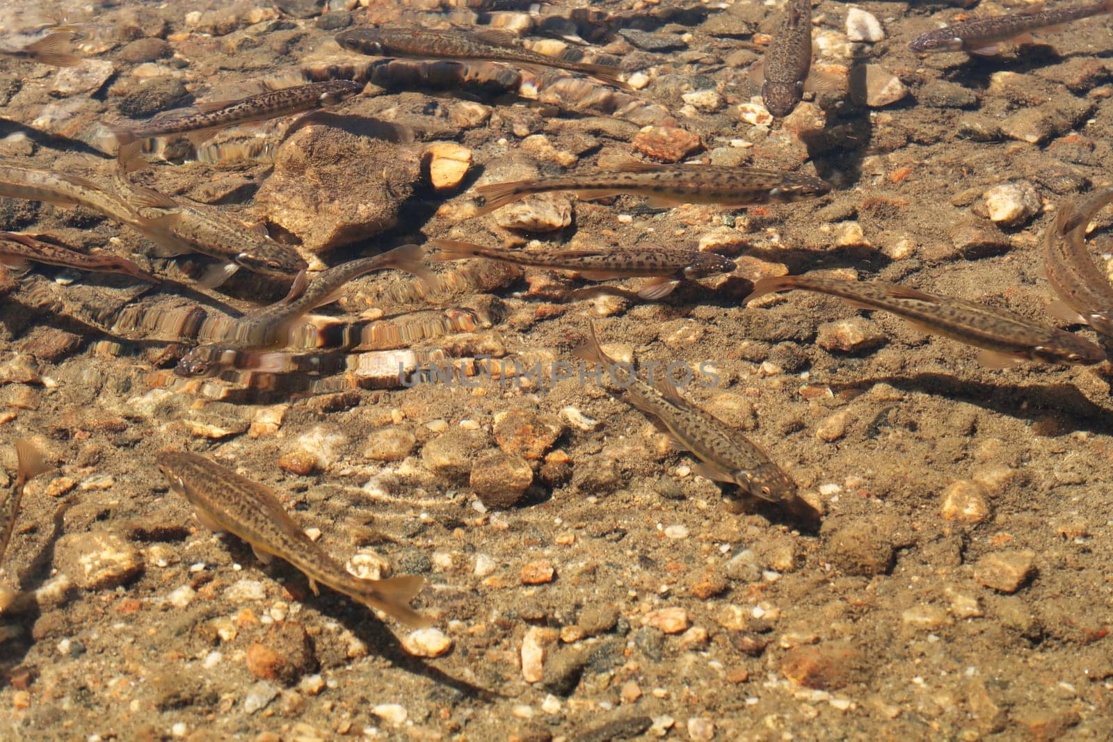 Brown fish are swimming in the shallow cold water of the Kidney, Babreka Lake, one of the Seven Rila Lakes, situated on a plateau in the Rila National Park, close to Sofia, Bulgaria 2022
