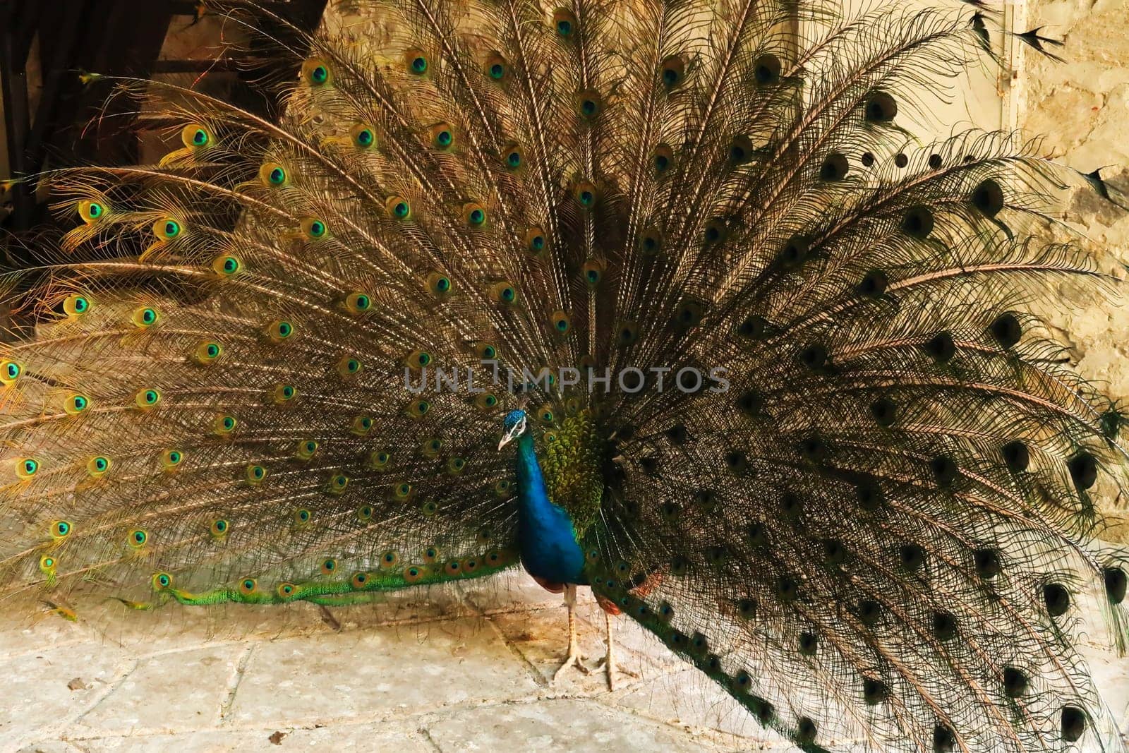 Peacock of intense blue color spreading its long tail feathers, showing its plumage at the Bachkovo Monastery, close to Plovdiv, Bulgaria 2022