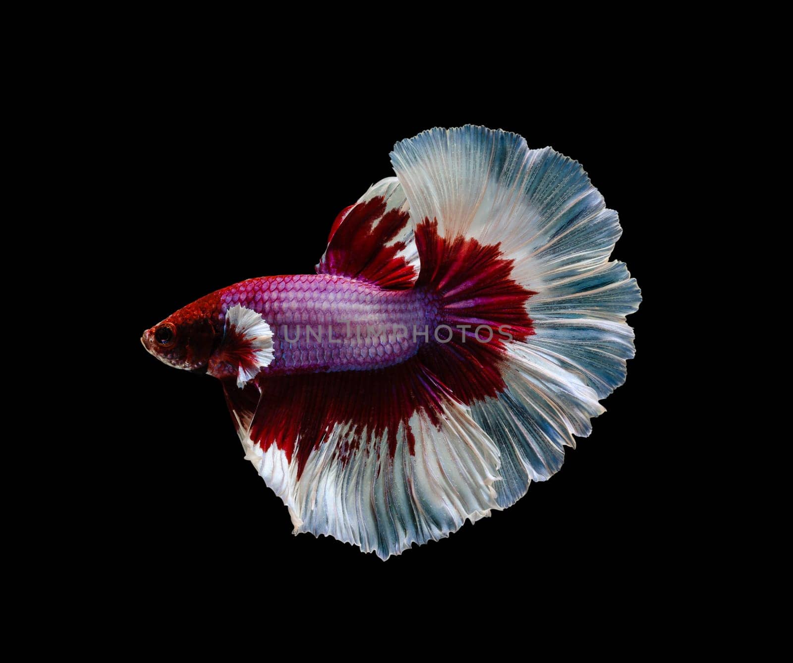 Siamese fighting fish or Betta splendens fish, popular aquarium fish in Thailand. Red and white half moon tail betta fighting fish motion isolated on black background